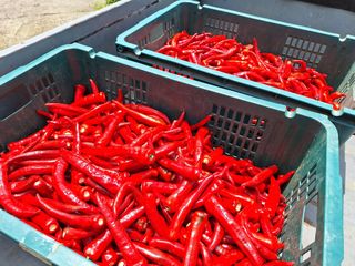 신동원님의 병해충 박멸! 살충제 추천 · 참여글 작성글 사진