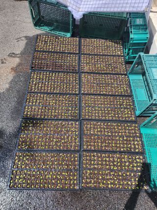 손정아님의 배추 · 일상 작성글 사진