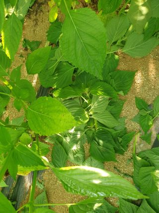 자두20879님의 들깨 · 자유게시판 작성글 사진