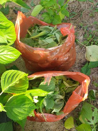 자두20879님의 들깨 · 자유게시판 작성글 사진