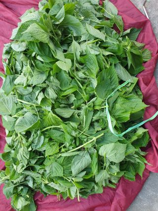 자두20879님의 들깨 · 자유게시판 작성글 사진