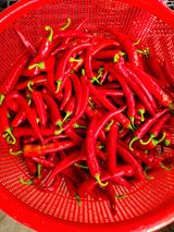 팜모닝 고추·수확 게시글 이미지