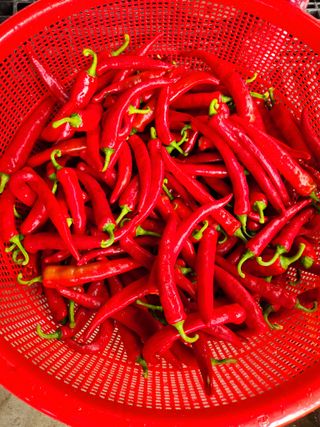 그린뉴딜님의 고추 · 수확 작성글 사진