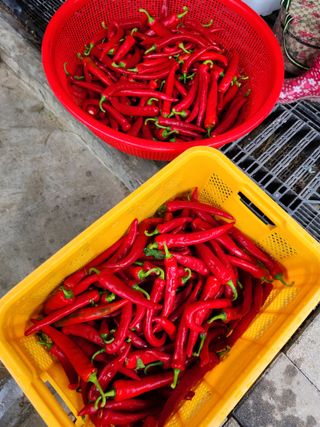 그린뉴딜님의 고추 · 수확 작성글 사진