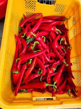 그린뉴딜님의 고추 · 수확 작성글 사진