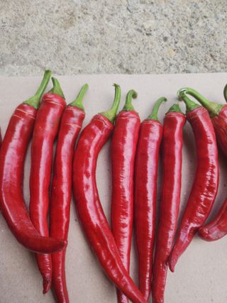 이춘애님의 고추 · 수확 작성글 사진