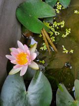 팜모닝 토마토·자연재해•동물피해 게시글 이미지