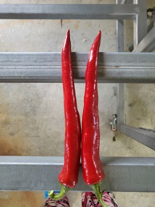 전선경님의 고추 · 수확 작성글 사진