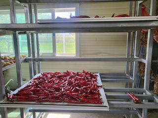 전선경님의 고추 · 수확 작성글 사진