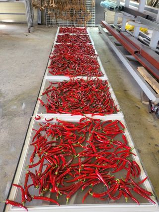 전선경님의 고추 · 수확 작성글 사진