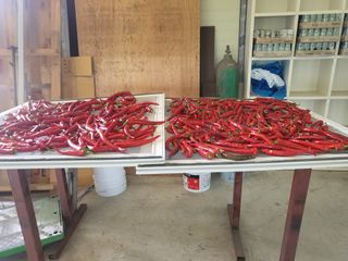 전선경님의 고추 · 수확 작성글 사진