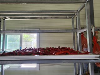 전선경님의 고추 · 수확 작성글 사진