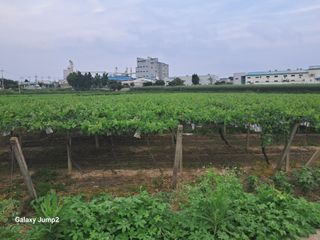 이덕희님의 들깨 · 자유게시판 작성글 사진