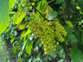 화양청정계곡농장님의 자유주제 · 자유게시판 작성글 사진