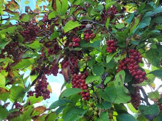 화양청정계곡농장님의 자유주제 · 자유게시판 작성글 사진