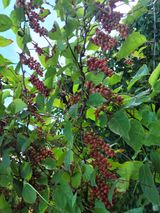 팜모닝 벼·영농일지 게시글 이미지