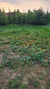 팜모닝 기타작물·영농일지 게시글 이미지