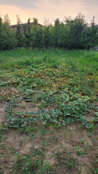 농촌아지님의 기타작물 · 영농일지 작성글 사진