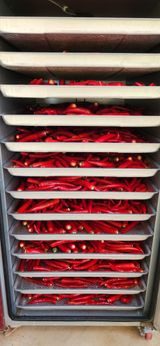 팜모닝 고추·수확 게시글 이미지