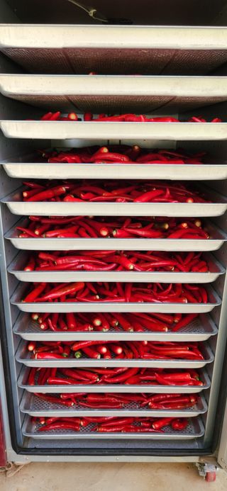 정민주님의 고추 · 수확 작성글 사진