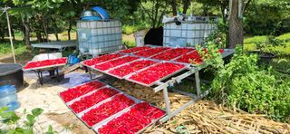 정민주님의 고추 · 수확 작성글 사진