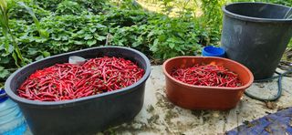 정민주님의 고추 · 수확 작성글 사진