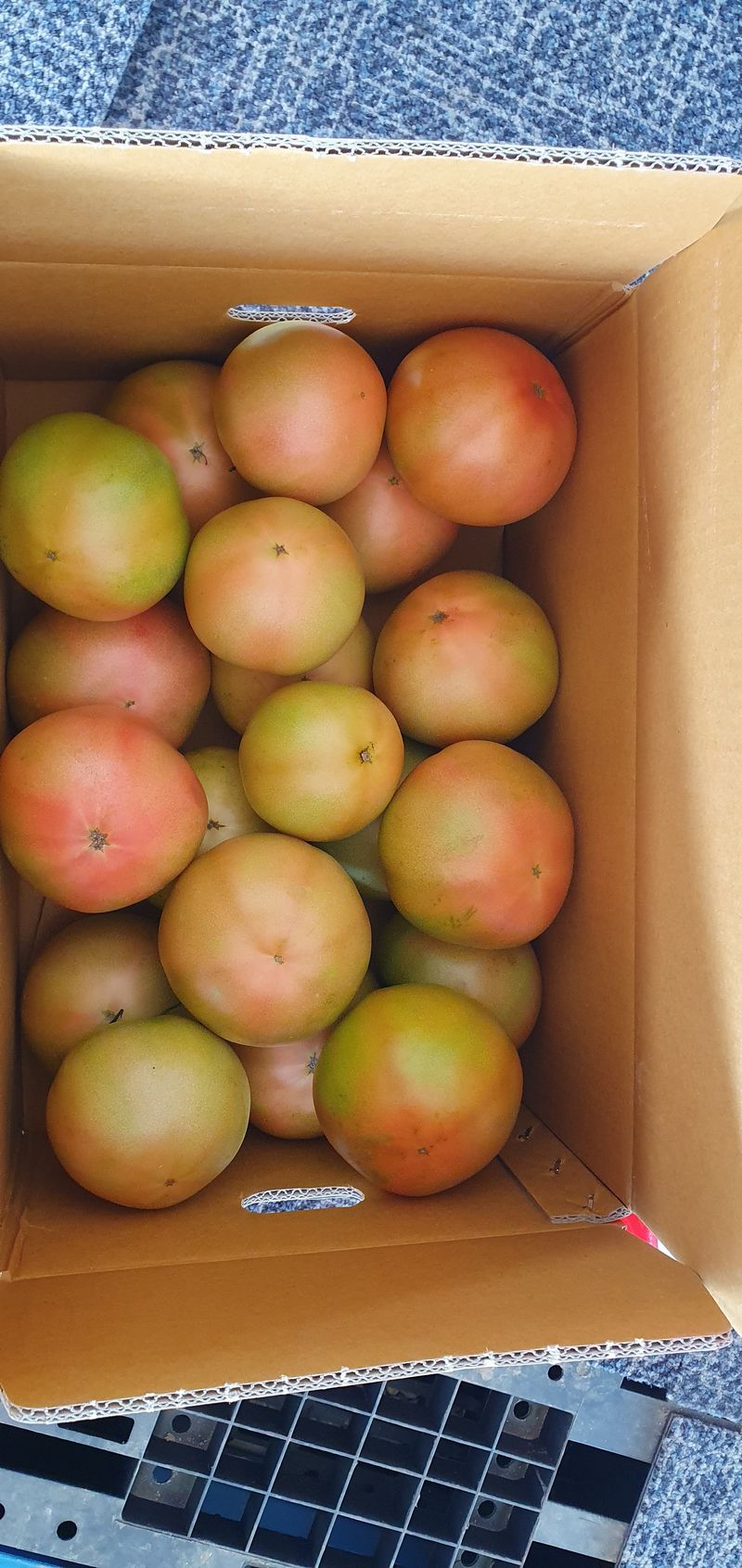 김동현님의 장터 판매 상품 [완숙토마토 5kg] 첨부 사진