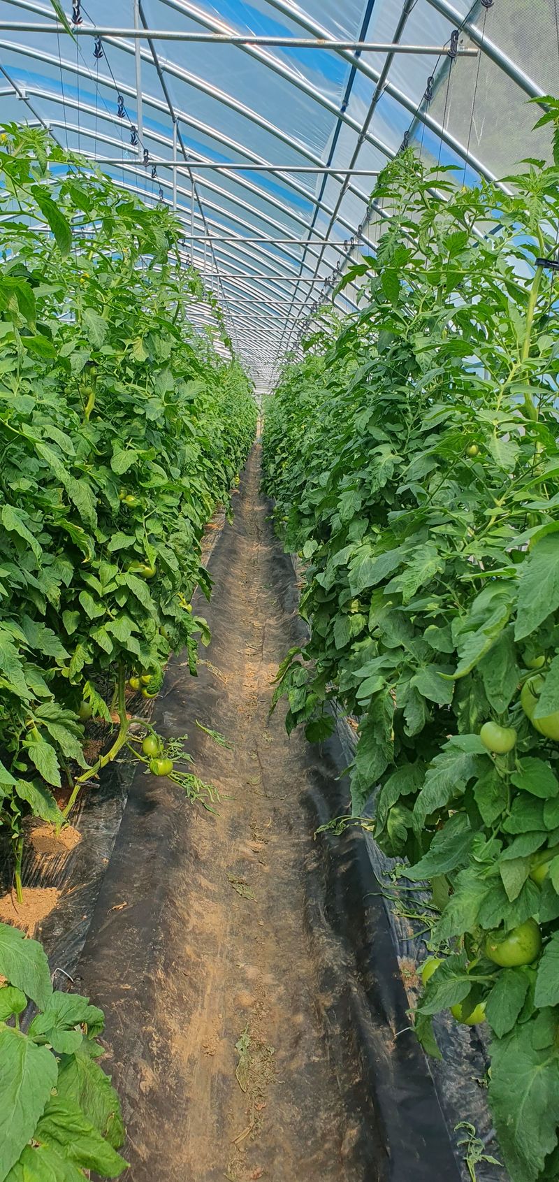 김동현님의 장터 판매 상품 [완숙토마토 5kg] 첨부 사진