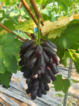 팜모닝 포도·자유게시판 게시글 이미지