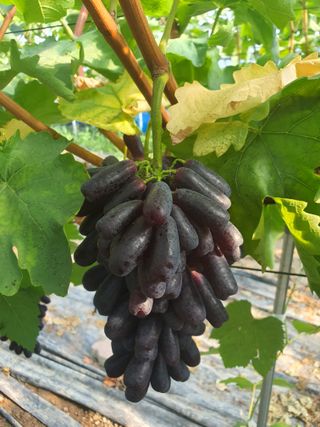 최지훈님의 포도 · 자유게시판 작성글 사진