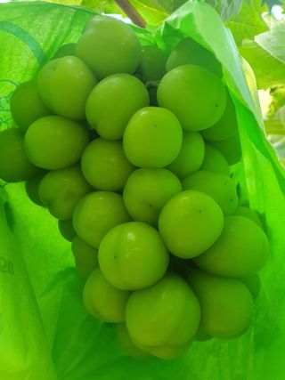 최지훈님의 포도 · 자유게시판 작성글 사진