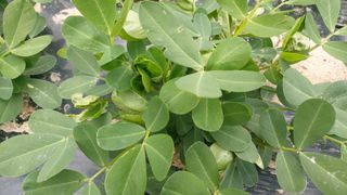 한효동님의 콩 · 병해충상담 작성글 사진