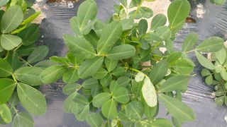 한효동님의 콩 · 병해충상담 작성글 사진