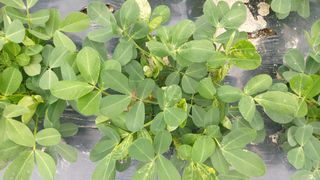 한효동님의 콩 · 병해충상담 작성글 사진