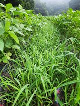 팜모닝 콩·자유게시판 게시글 이미지