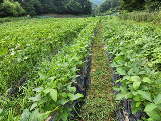 까미네님의 콩 · 자유게시판 작성글 사진