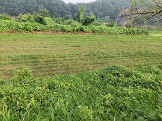 박진하님의 콩 · 자유게시판 작성글 사진