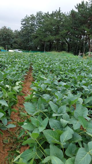 박진하님의 콩 · 자유게시판 작성글 사진