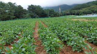 박진하님의 콩 · 자유게시판 작성글 사진