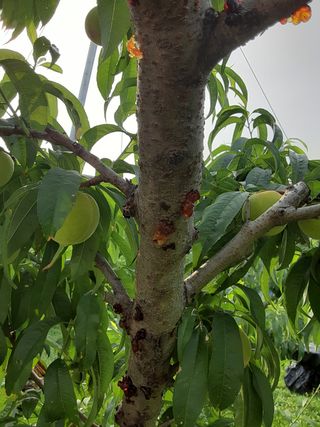 김태곤님의 복숭아 · 병해충상담 작성글 사진