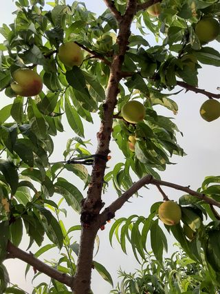 김태곤님의 복숭아 · 병해충상담 작성글 사진