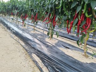 호미대장님의 고추 · 일상 작성글 사진