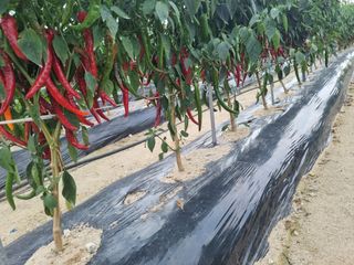 호미대장님의 고추 · 일상 작성글 사진