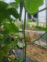 팜모닝 오이·병해충상담 게시글 이미지