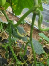 팜모닝 오이·병해충상담 게시글 이미지