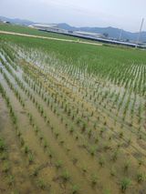 팜모닝 벼·병해충상담 게시글 이미지