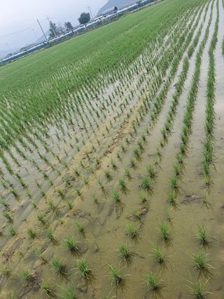 해치님의 벼 · 병해충상담 작성글 사진