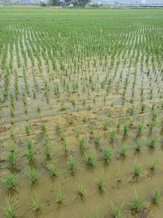 해치님의 벼 · 병해충상담 작성글 사진