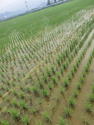 해치님의 벼 · 병해충상담 작성글 사진