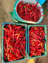 팜모닝 고추·수확 게시글 이미지